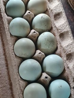 Fresh Eggs