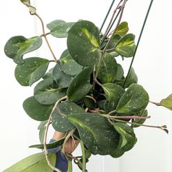 Hoya Ovata Inner Variegated Plant 6" Pot - Indoor House Plants