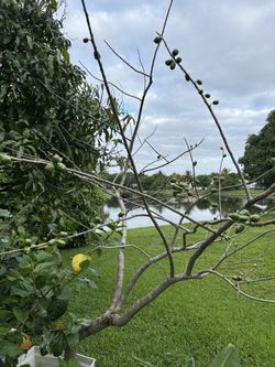 Hog plum