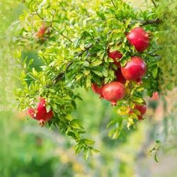 I need pomegranates to make jelly