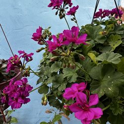 Planta geranio bonita flor 🌺