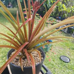 double Ornamental Pink  Pineapple