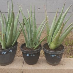 Aloe Vera Plants 🪴 