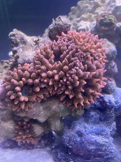 Saltwater anemone decoration