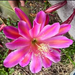 Epiphyllum Nautilus 