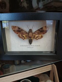 Death's Head Moth Mounted
