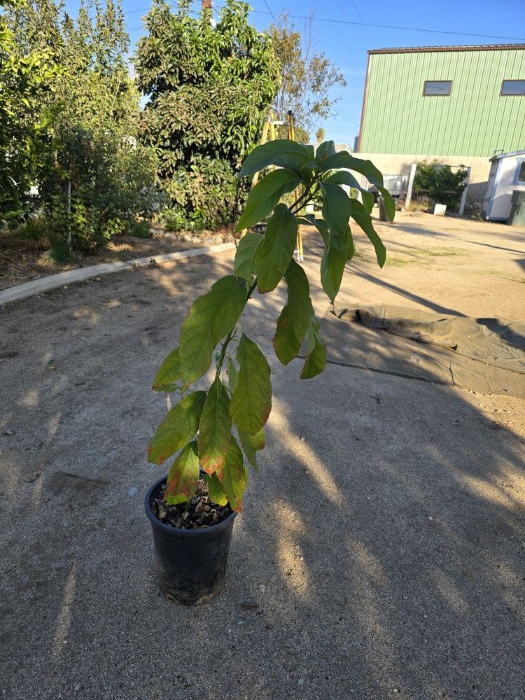 Hass Avocado Tree