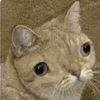 Ed