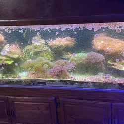 300 Gallon Tank, Stand, Canopy, Sump, Lights , Filtration 