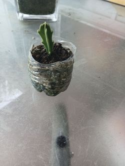 starfish cactus