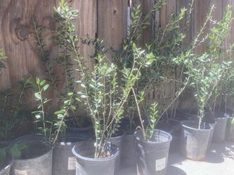 Olive tree 2 foot tall $20 each