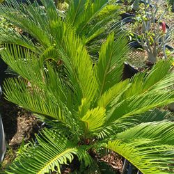Sago Palm 🌴🌴 7gl $55