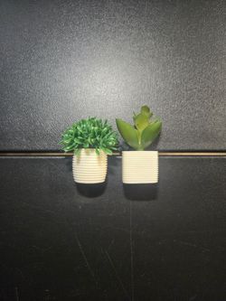 Succulent Magnets