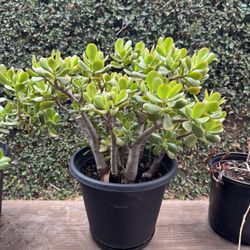 Jade Succulent Plant 1-2 Feet