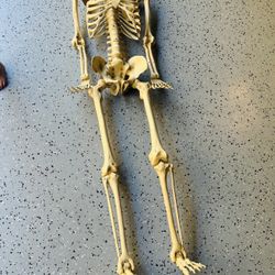 Halloween Decor Skeleton 