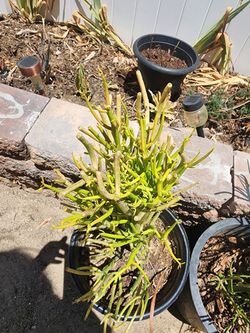 Pencil Cactus  With Pot