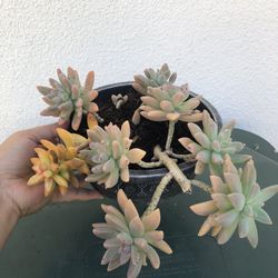 Succulent