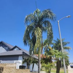 3 Queen Palms🌴
