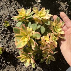 Beautiful Kiwi Aeonium Plant