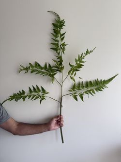 Crate & Barrel Faux Fern Stem
