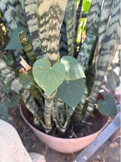 Plants