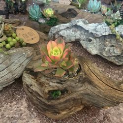 Mother’s Day Succulents