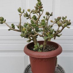 rare  Flowering bonsai large lucky rare Jade plant  from a 40 yrs old money tree