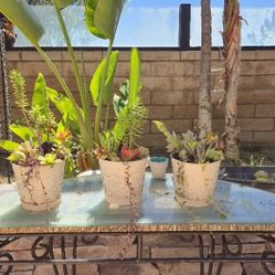 Gorgeous Succulents 