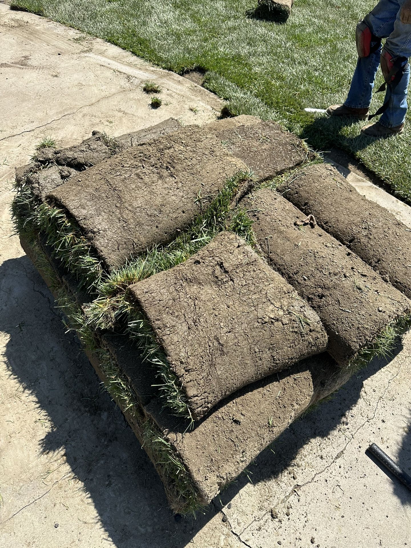 Fescue Grass