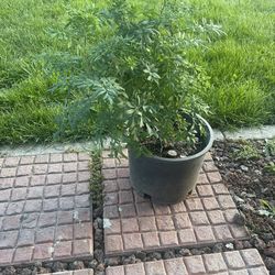 Ruda Plant