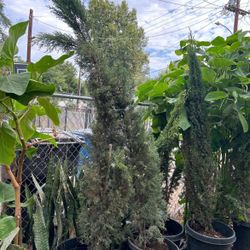 italian pine cypress 15 gallonq 15 ft tall 