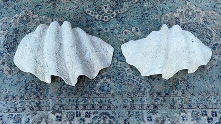 Large natural giant clam shell pair is white with a textured exterior and smooth interior. These shells are approximately 24 to 29 inches in length. T