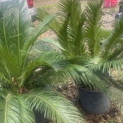 Sago Palm Trees for Sale