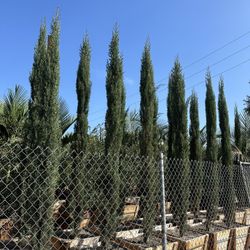 Italian Cypress Hedge