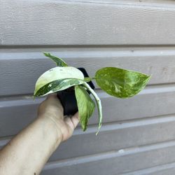 Philodendron Jose Buono