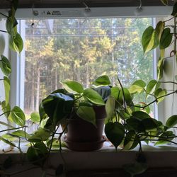 Philodendron Brazil~ Propagated Cuttings