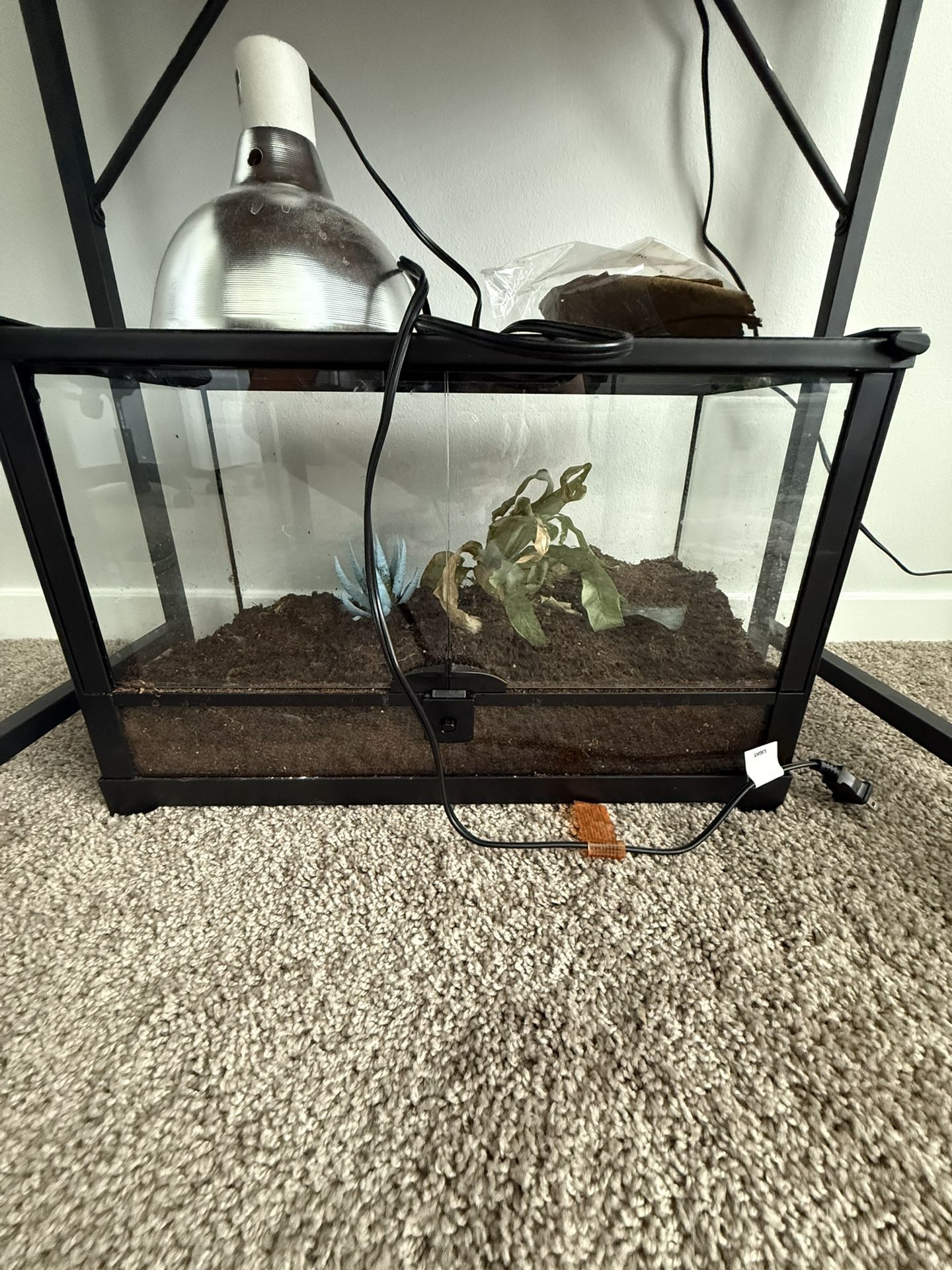Lizard Tank