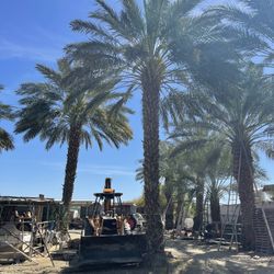 Date palm trees 