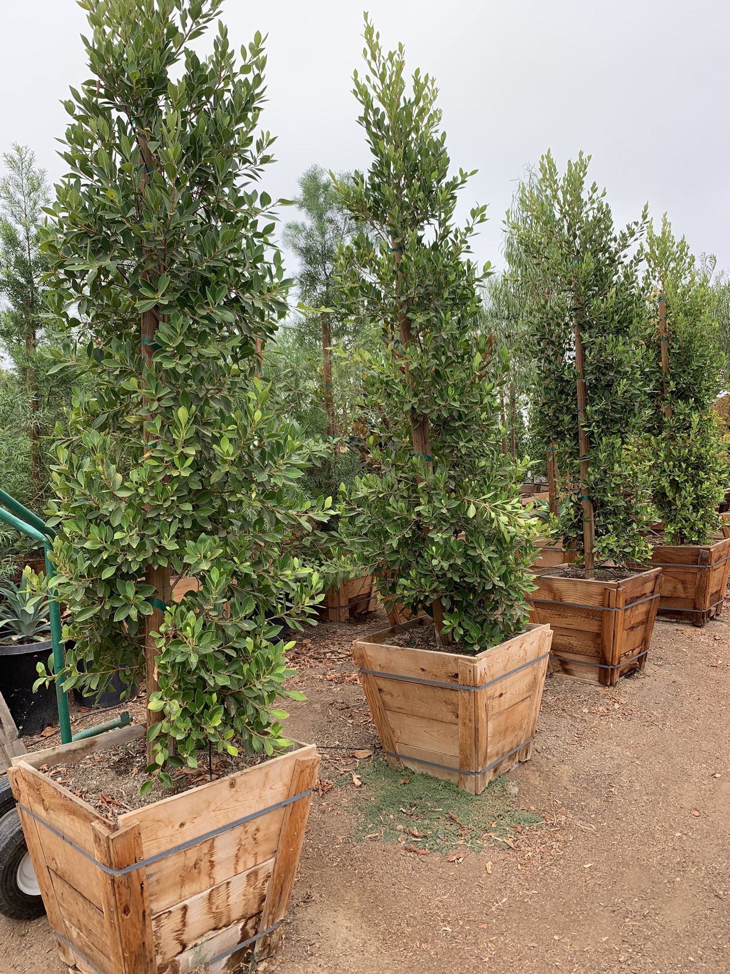 Indian Laurel Columns, Ficus nitida ‘Columns’ , Ficus tree, shade or ...