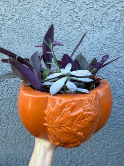 Orange Ceramic Pumpkin Planter with Succulents