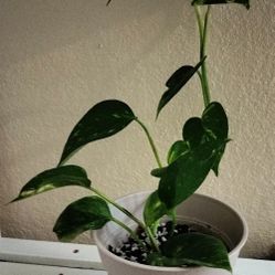 Pothos plant with pot/ new