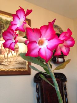 Desert Rose
