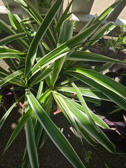 Plants