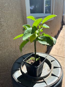 planta de kalanchoe