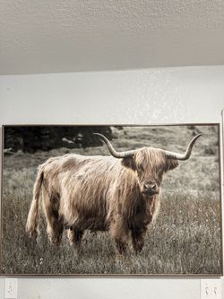 Large Highland Cow Canvas