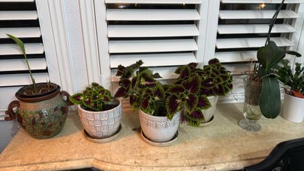 Many Pretty Plants