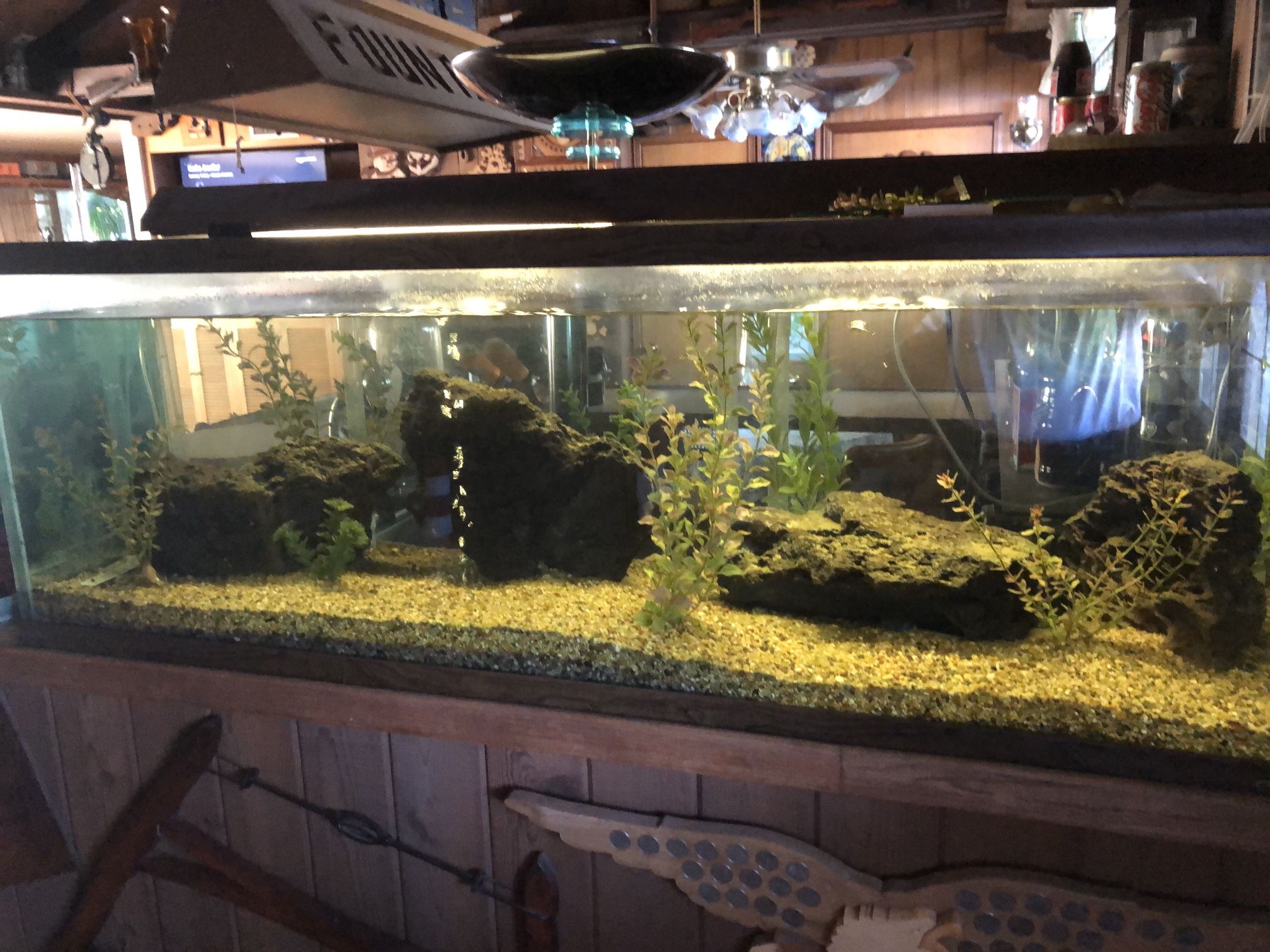 100 Gal. & 5 Gal. Aquarium w/ All Accessories