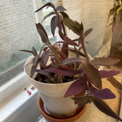 Purple Hearts Plant With Pot