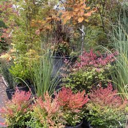 Nandina Gulfstream Bushes