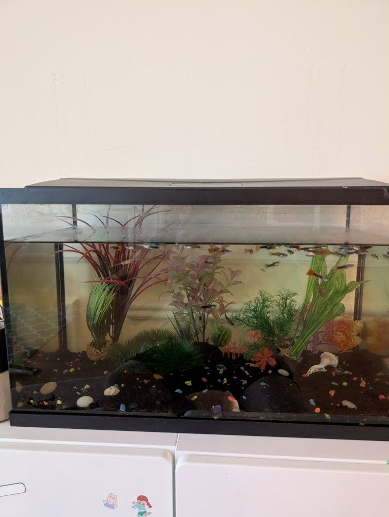 10 gal Fish Tank with accessories and food